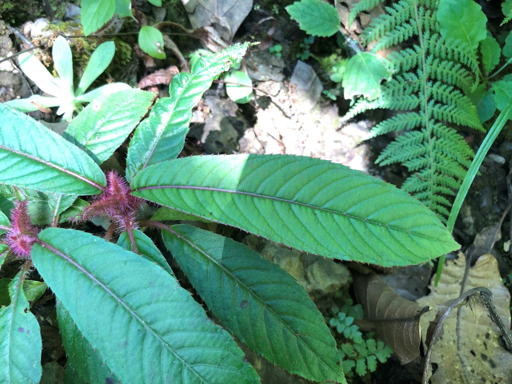 Saurauia napaulensis – eFlora of India