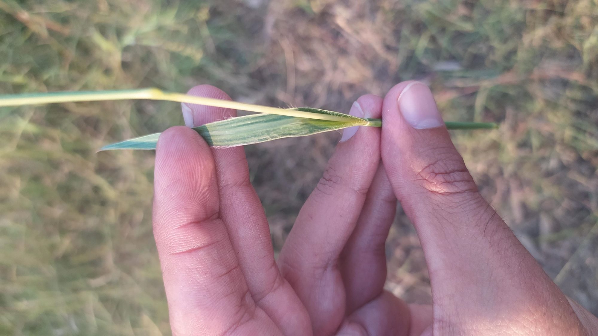 Chrysopogon fulvus – eFlora of India