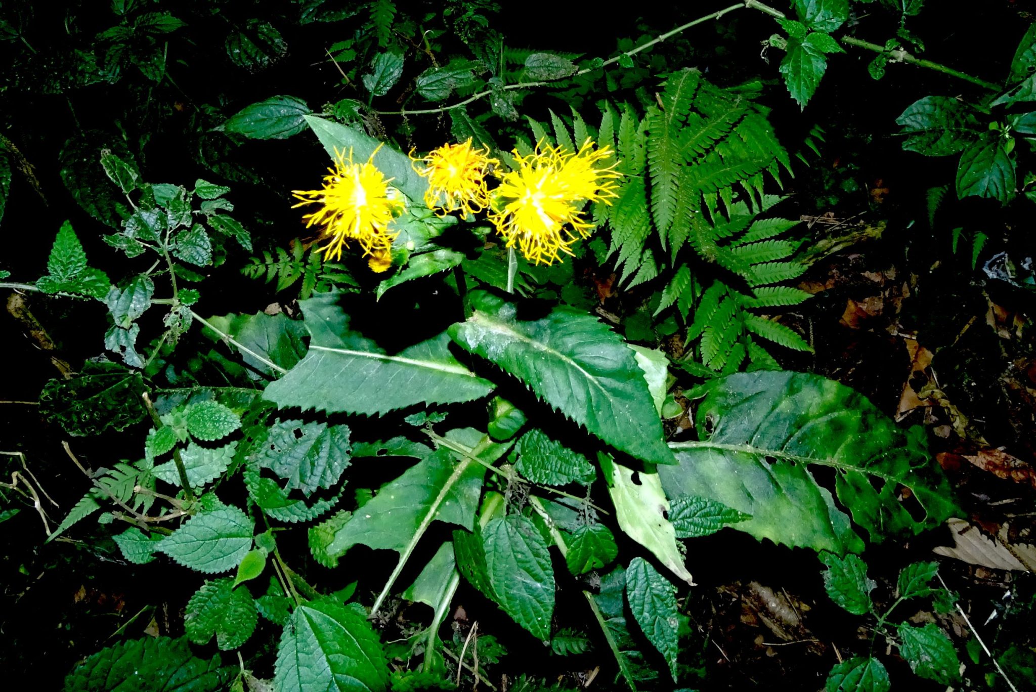 Gynura cusimbua – eFlora of India