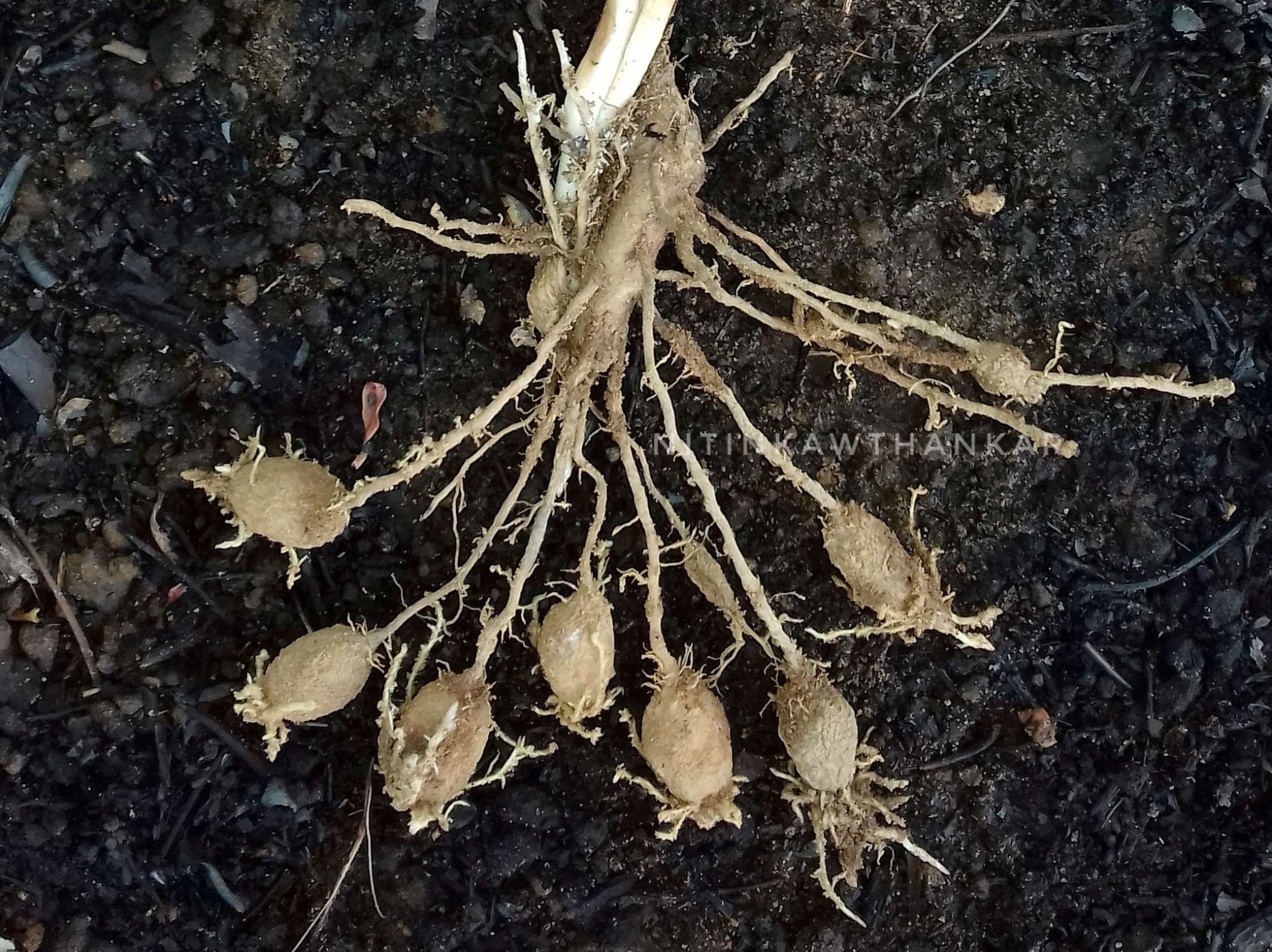 Curcuma inodora – eFlora of India