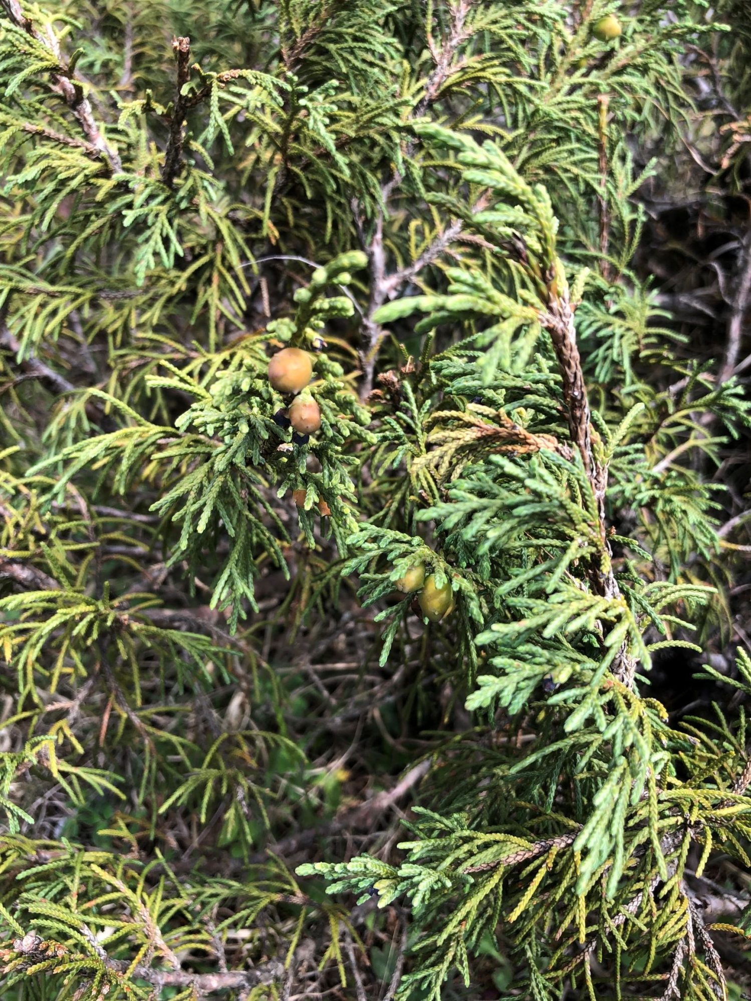 Juniperus indica – eFlora of India