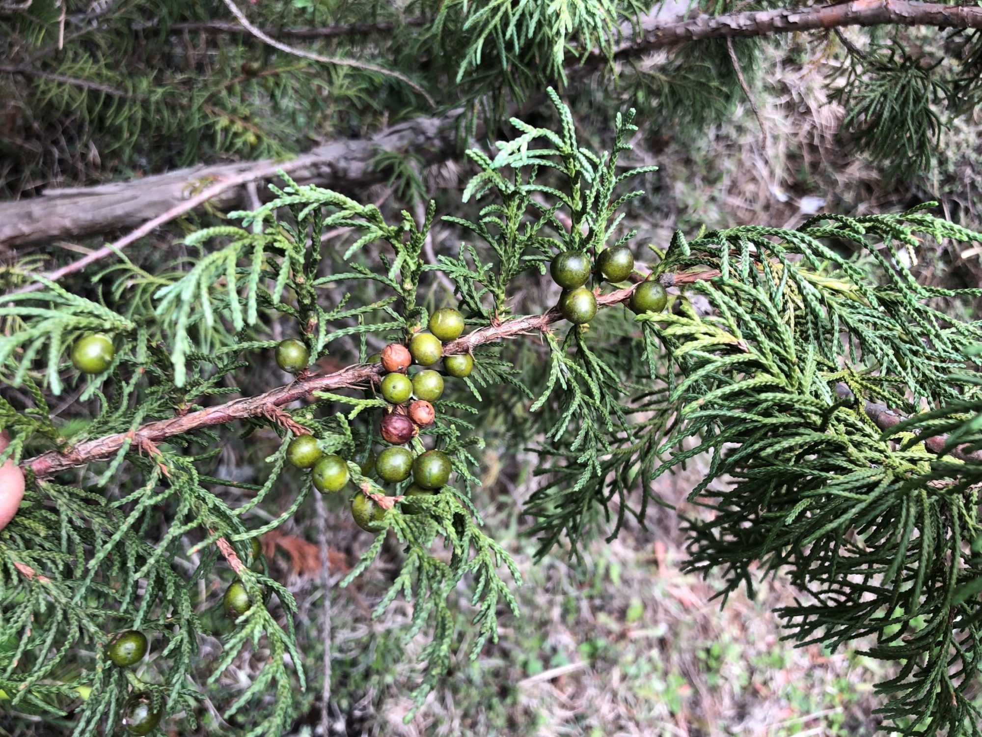 Juniperus indica – eFlora of India