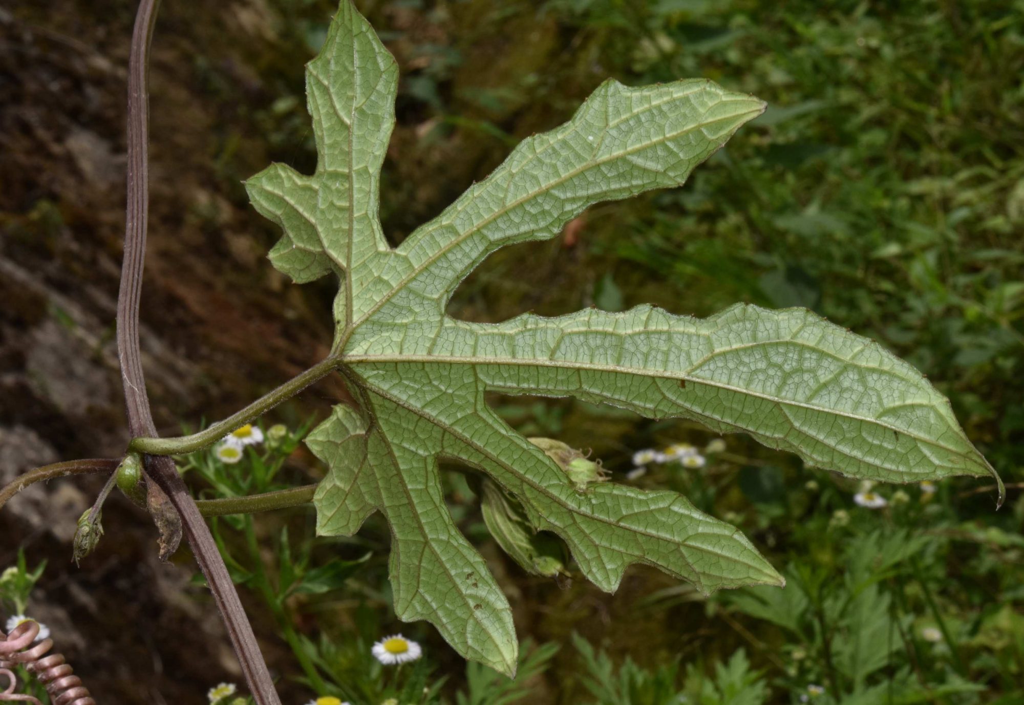 Trichosanthes wallichiana – eFlora of India