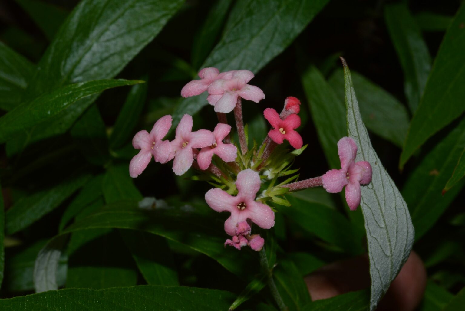 Rubiaceae – eFlora of India