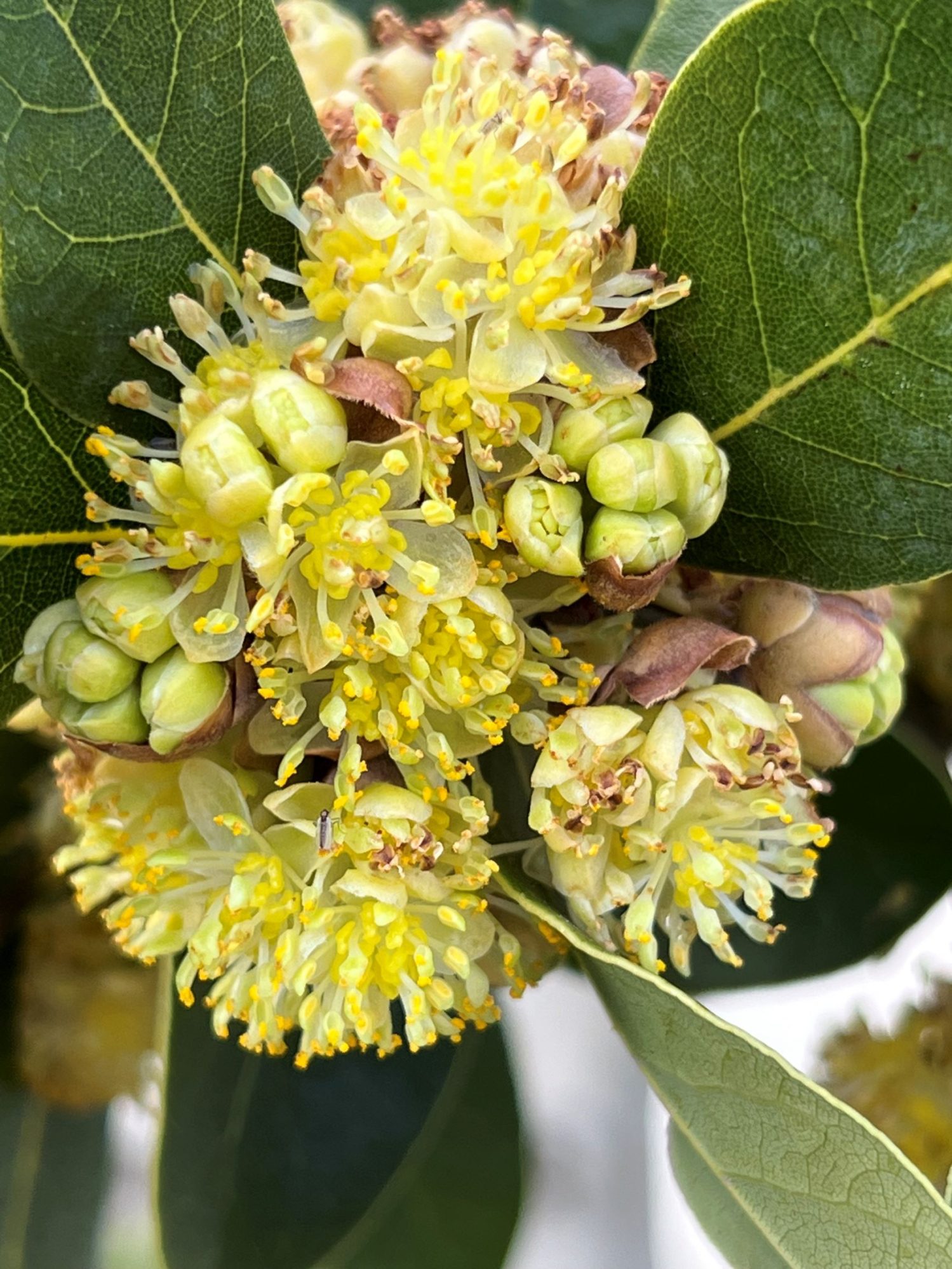 Laurus nobilis (Introduced- USA/ UK) – eFlora of India