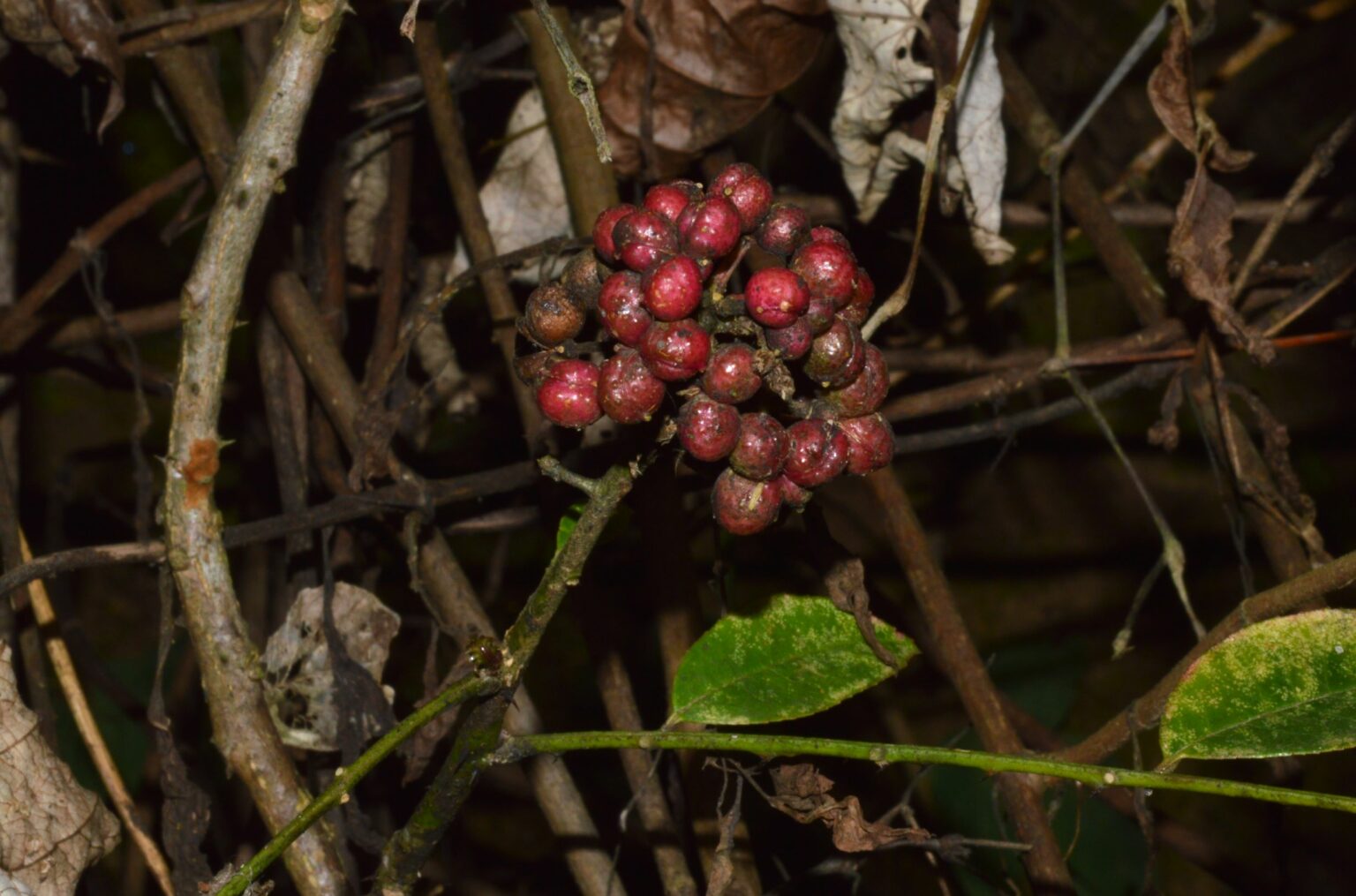 Zanthoxylum oxyphyllum – eFlora of India