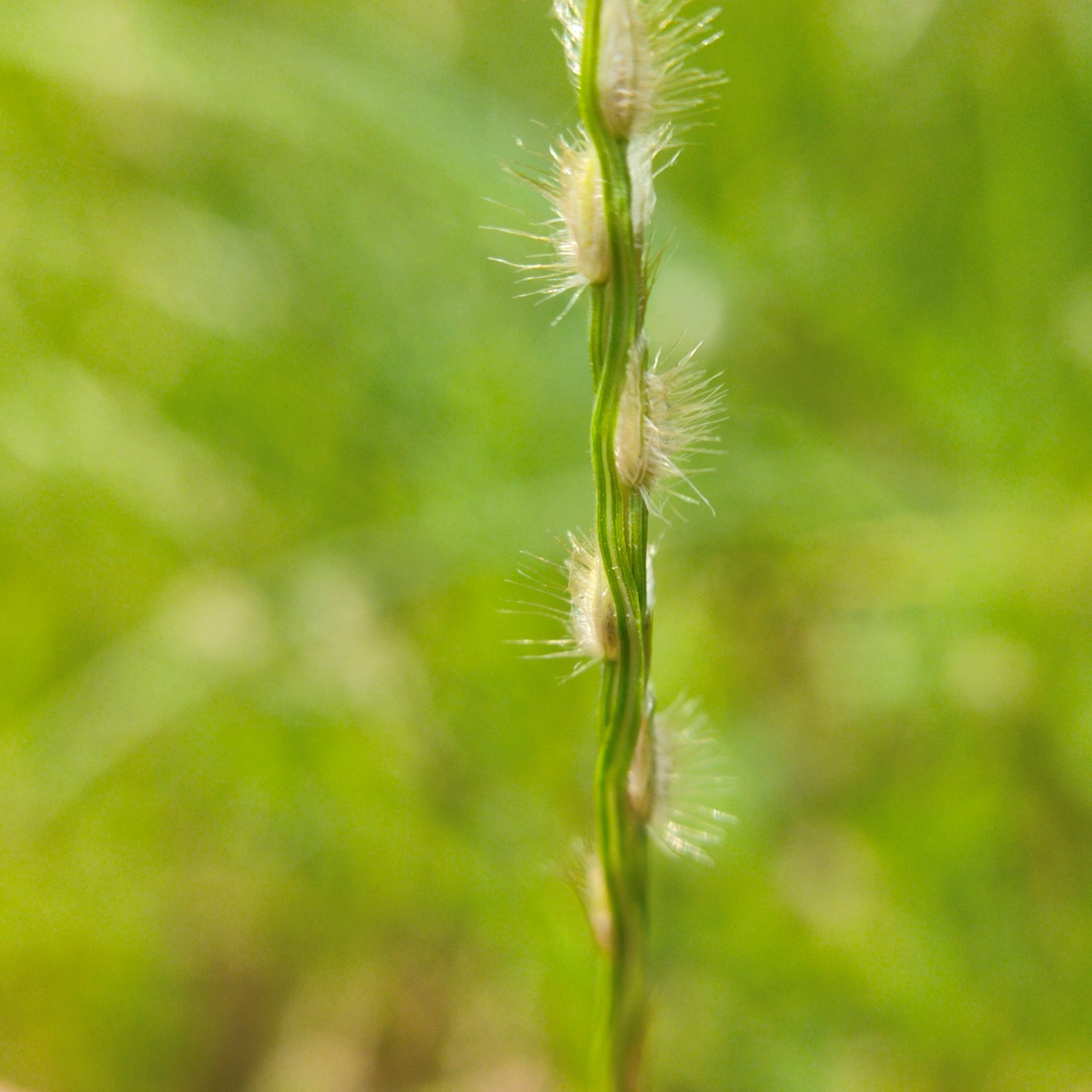 Digitaria bicornis – eFlora of India