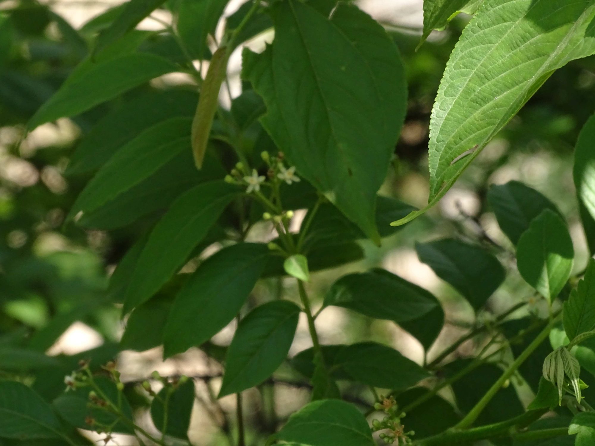 Clausena excavata – eFlora of India