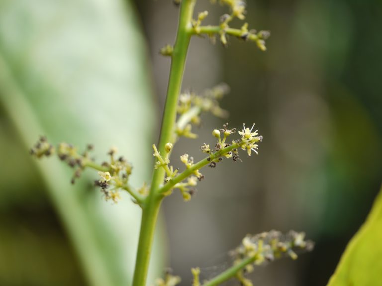 Semecarpus kathalekanensis – eFlora of India