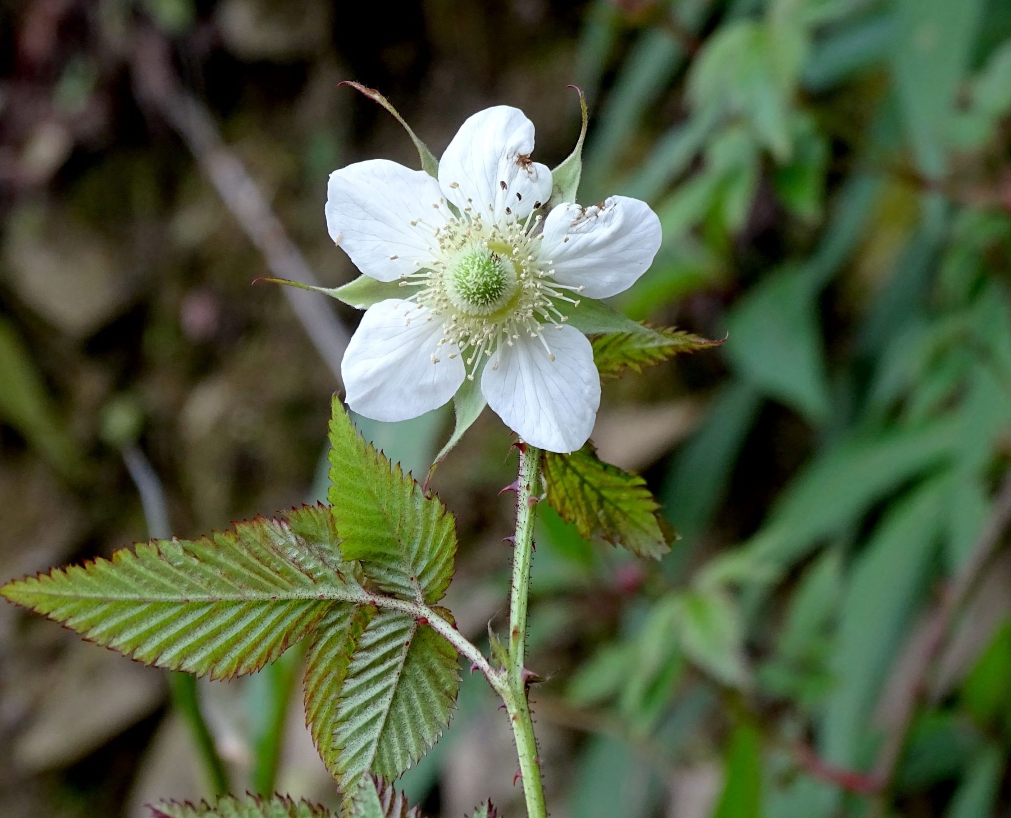 Rubus rosifolius – eFlora of India