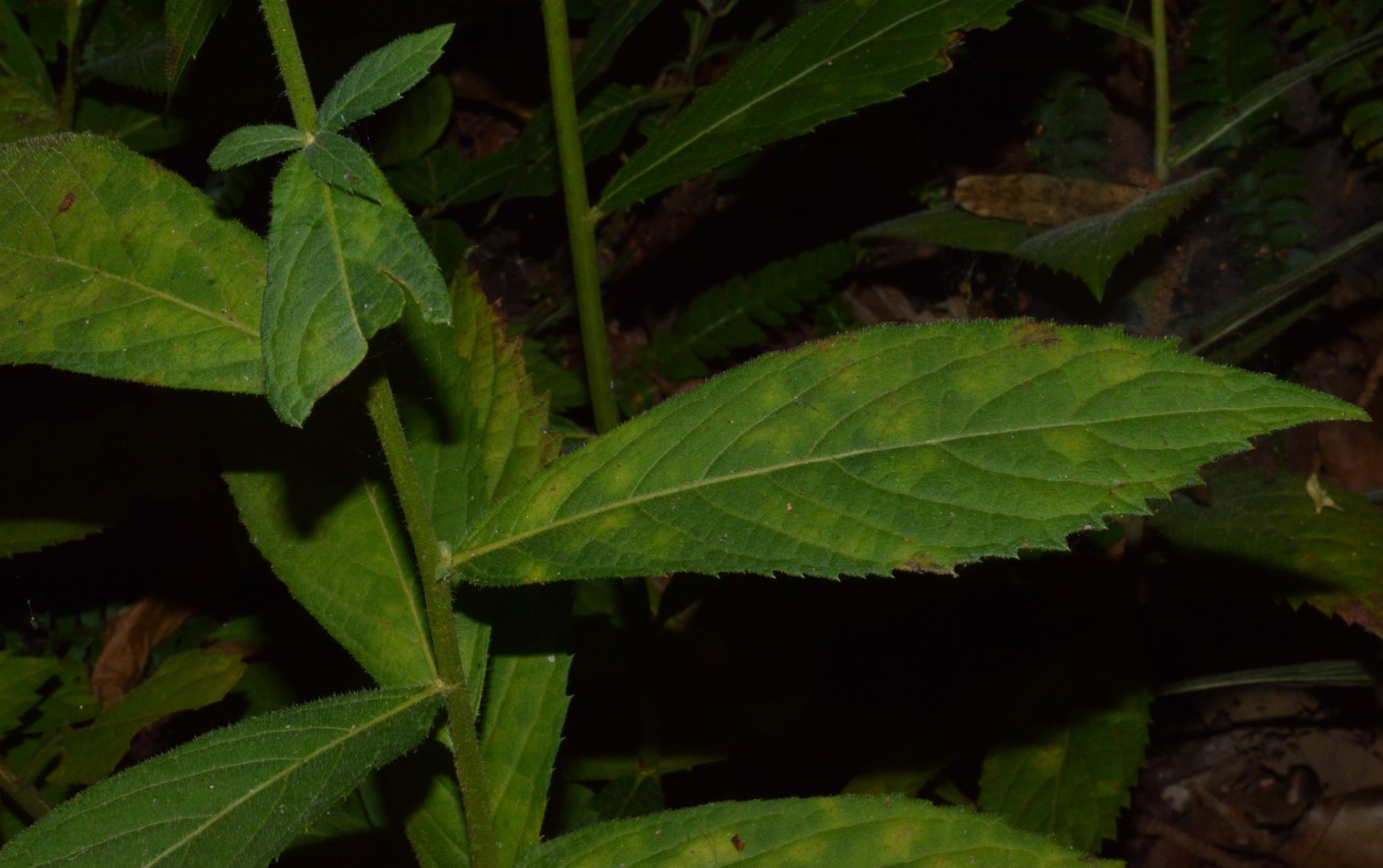 Acilepis saligna – eFlora of India