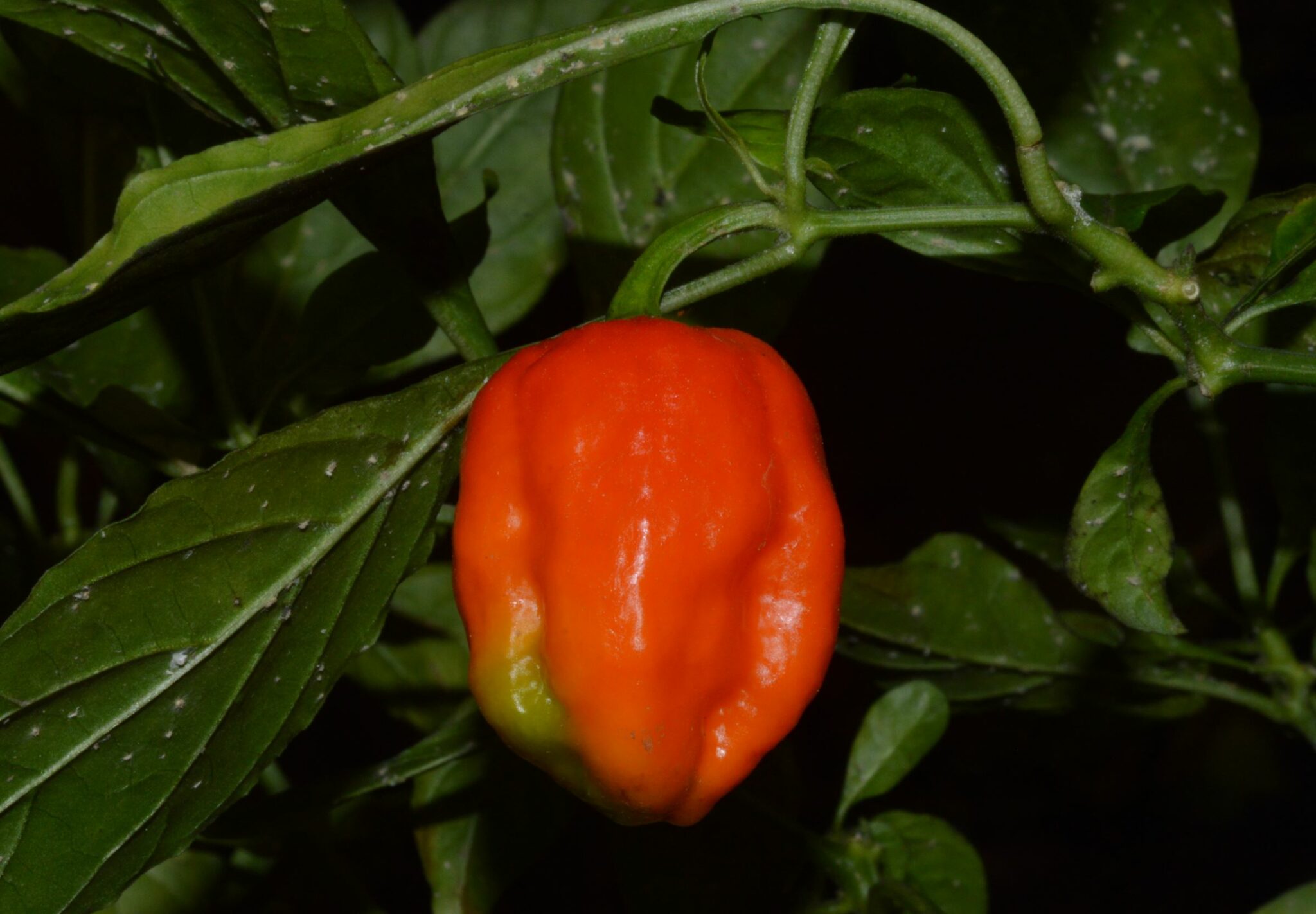 Capsicum chinense x Capsicum frutescens eFlora of India