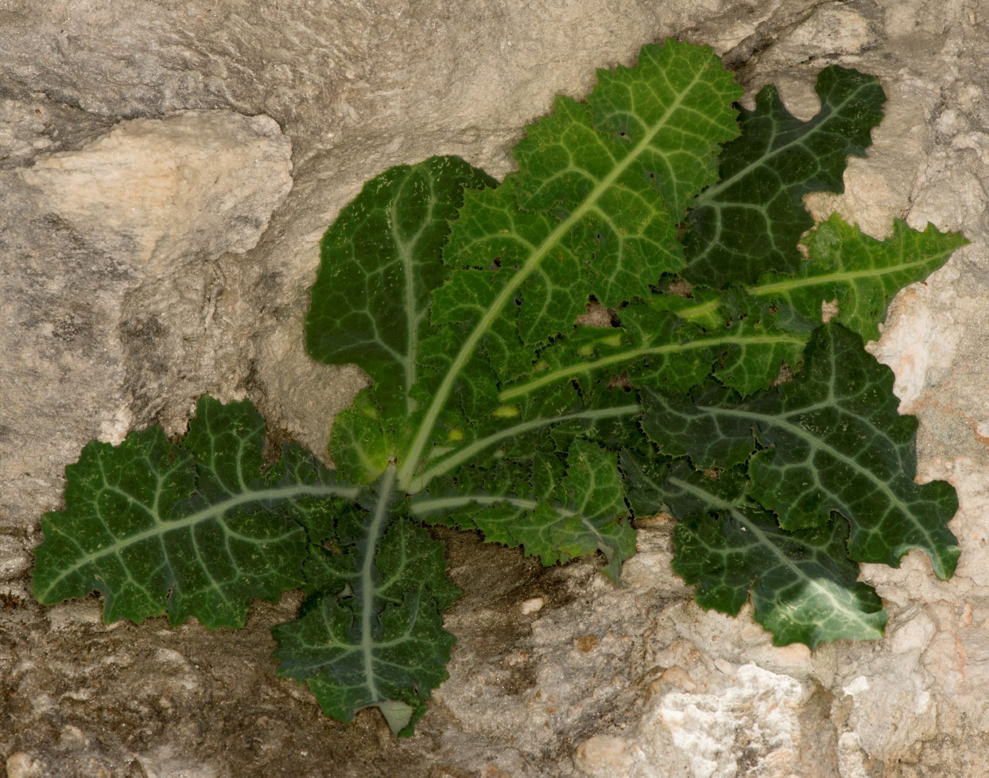 Launaea secunda eFlora of India
