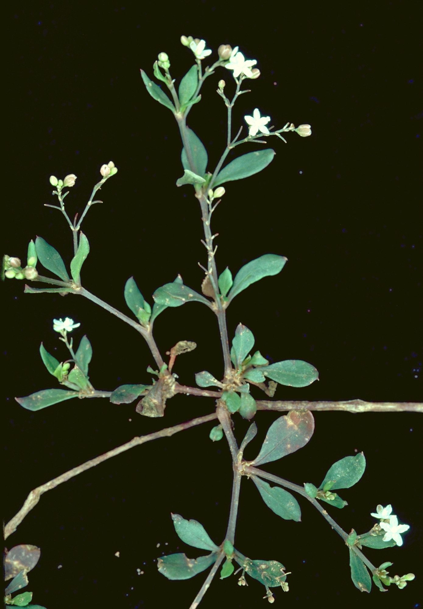 Mollugo disticha eflora of india