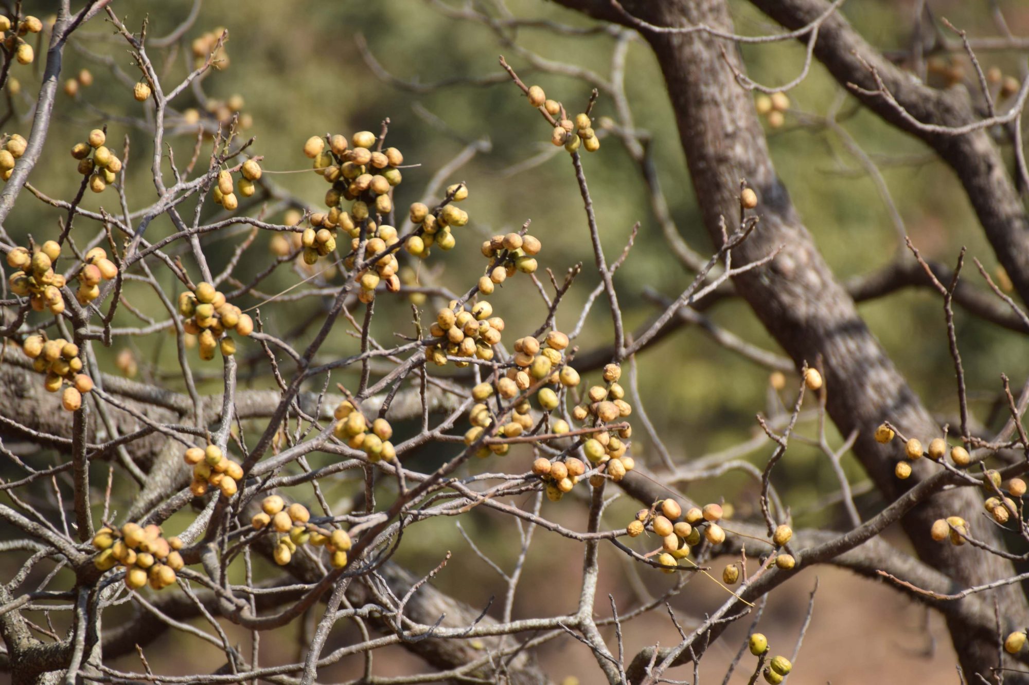 Choerospondias axillaris – eFlora of India