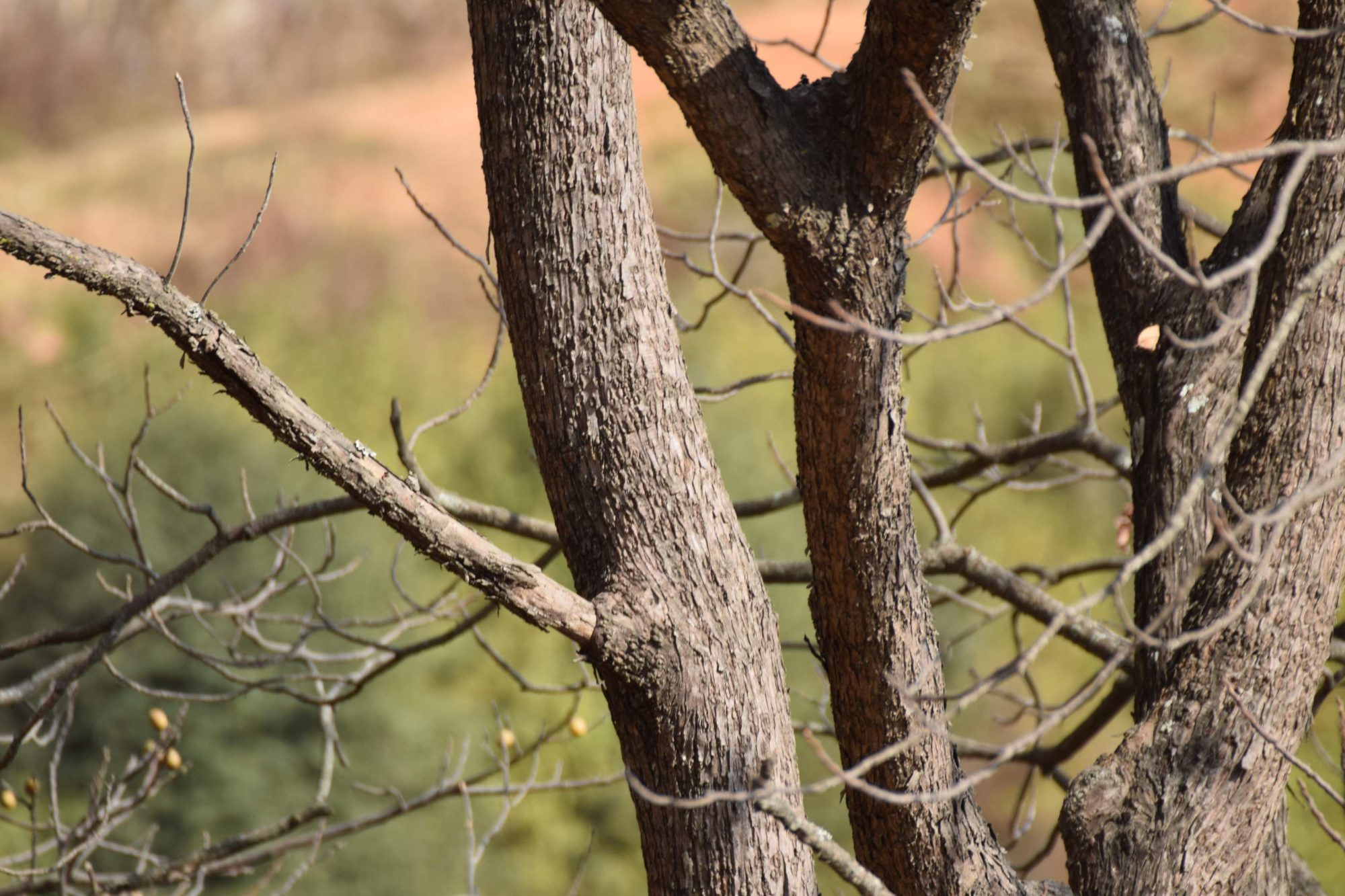 Choerospondias axillaris eFlora of India