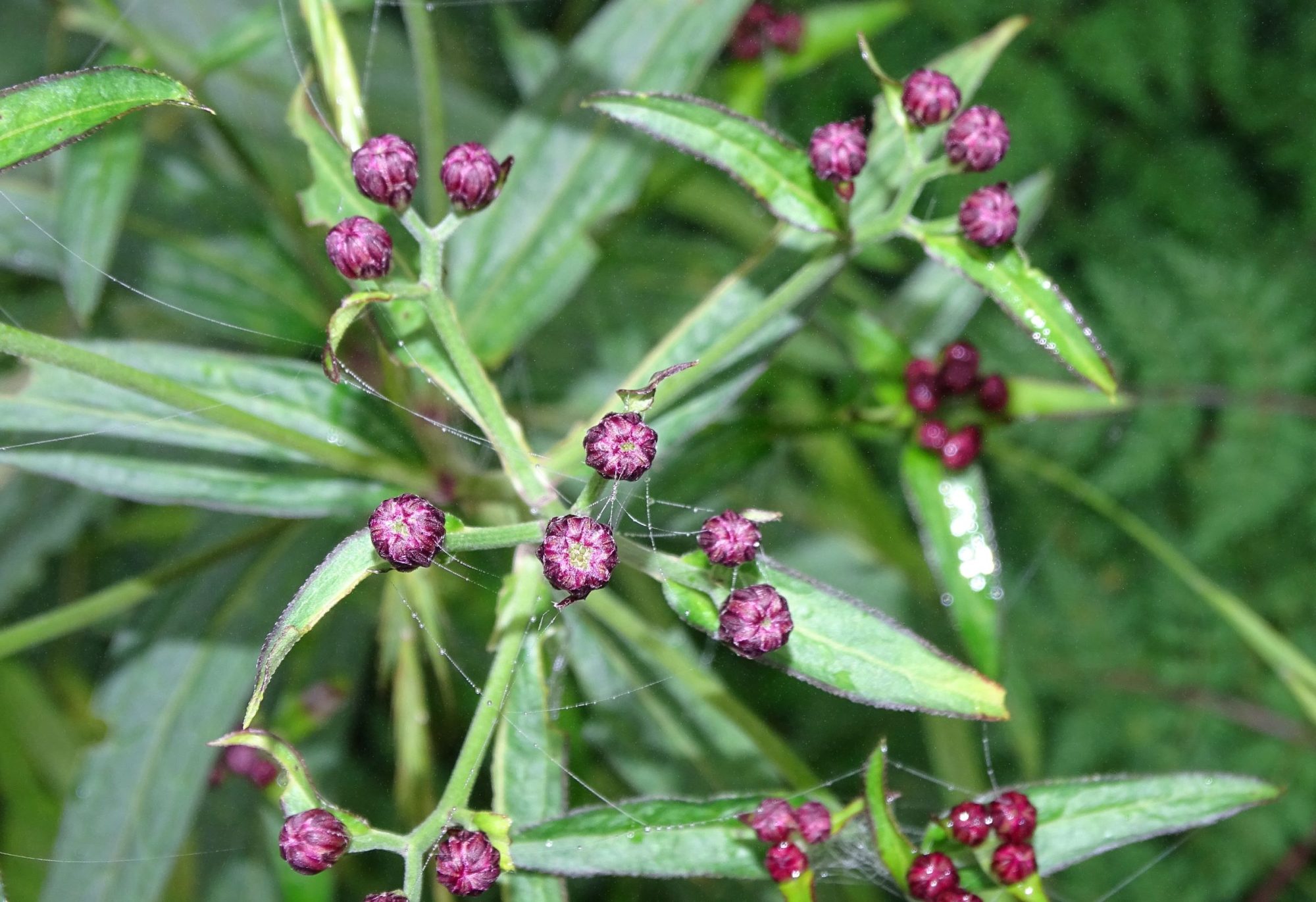 Aster (Asteroideae- Astereae) – eFlora of India