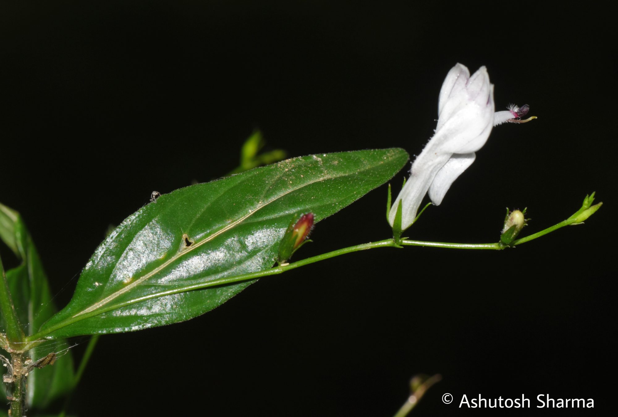 Andrographis – eFlora of India