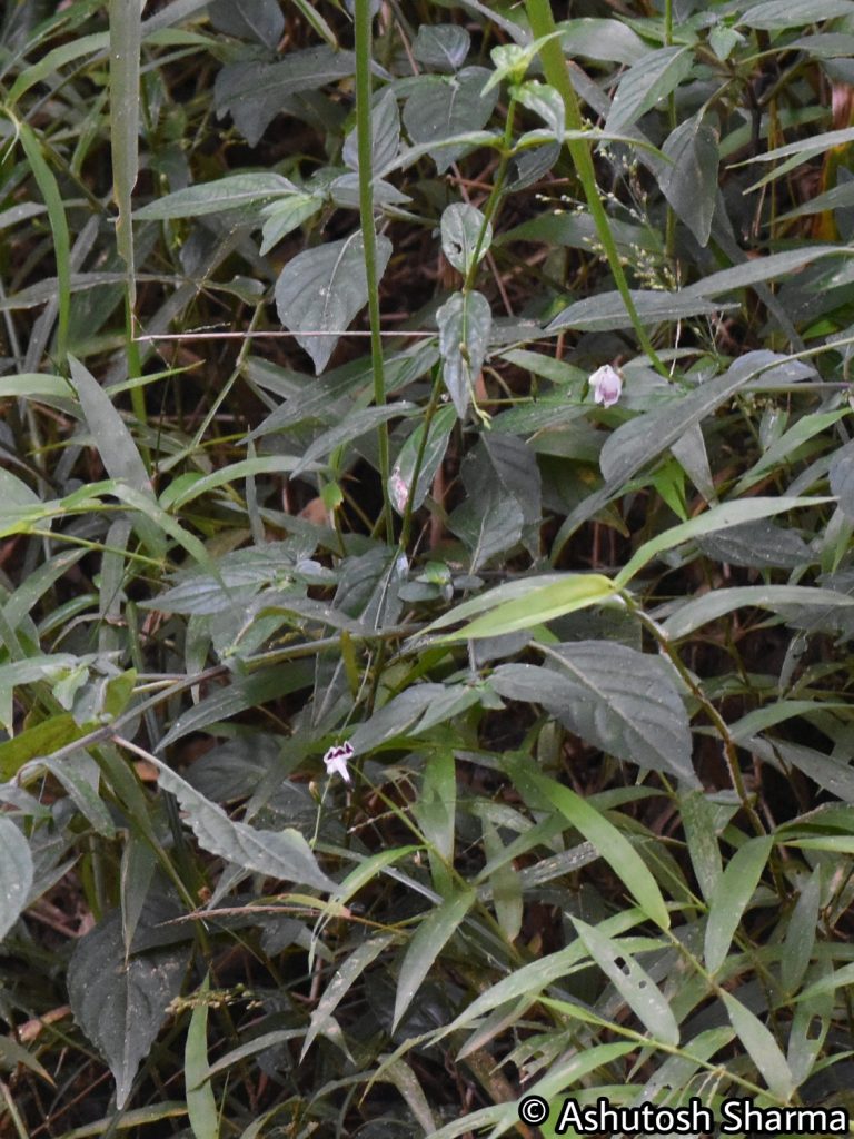 Andrographis – eFlora of India