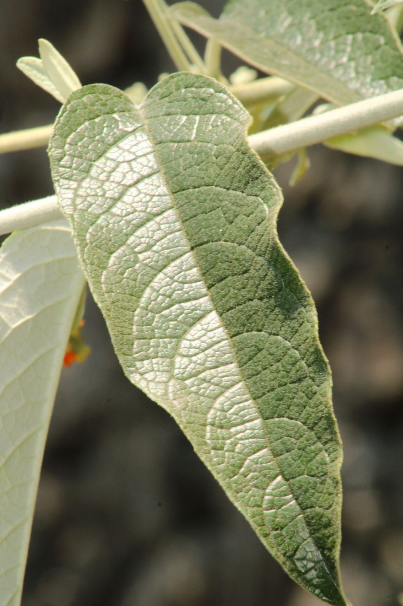 Buddleja madagascariensis (Cultivated) – eFlora of India