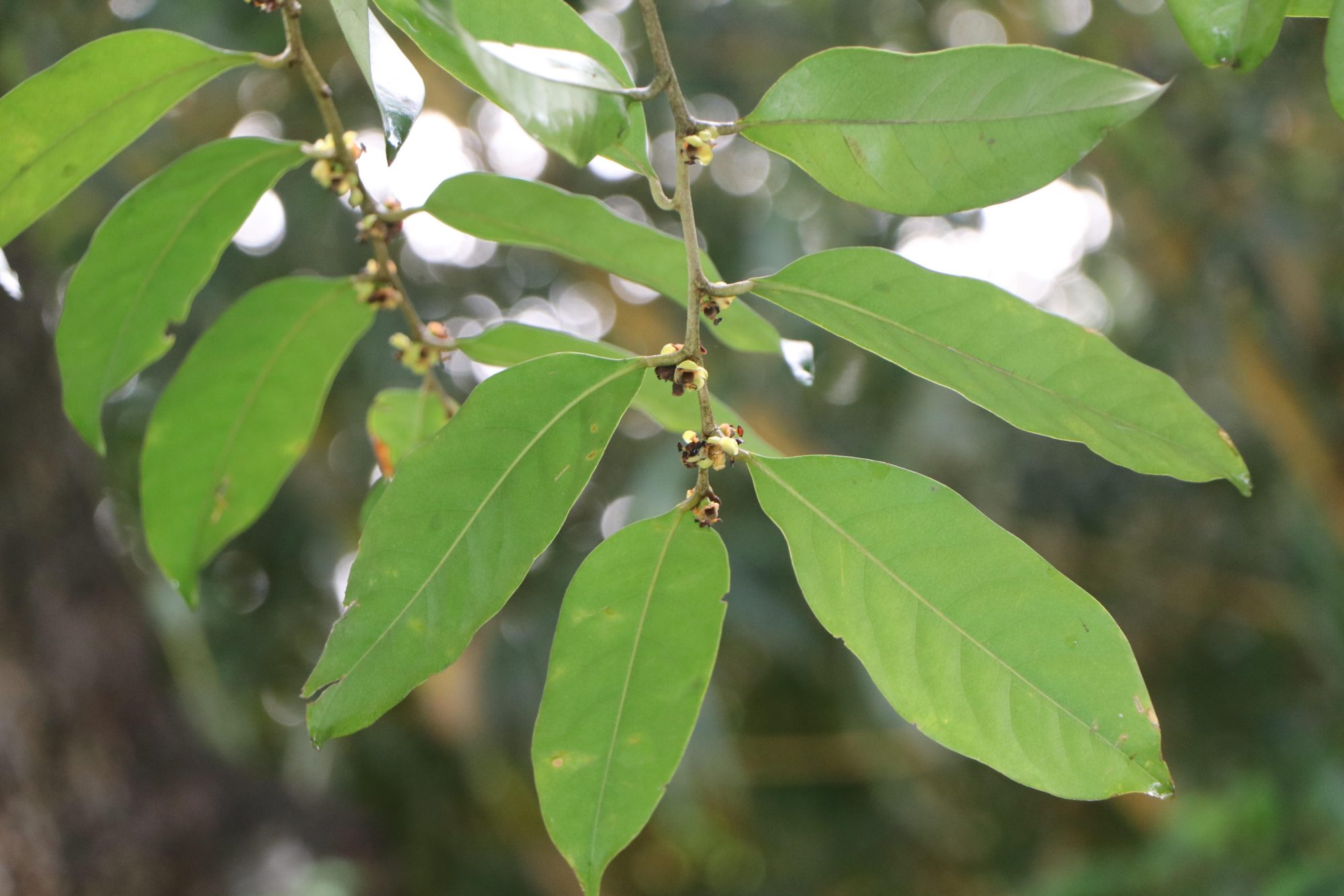 Drypetes eFlora of India