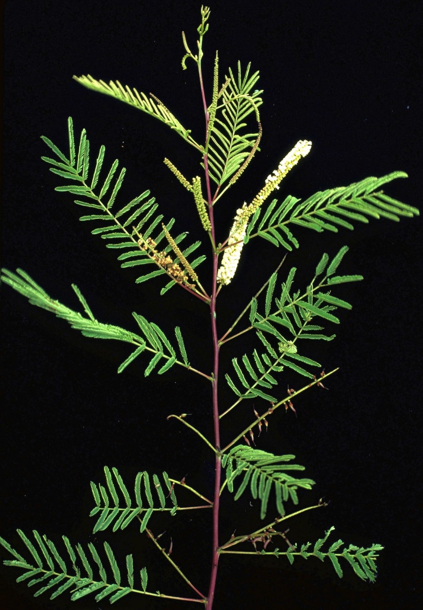 Senegalia chundra – eFlora of India