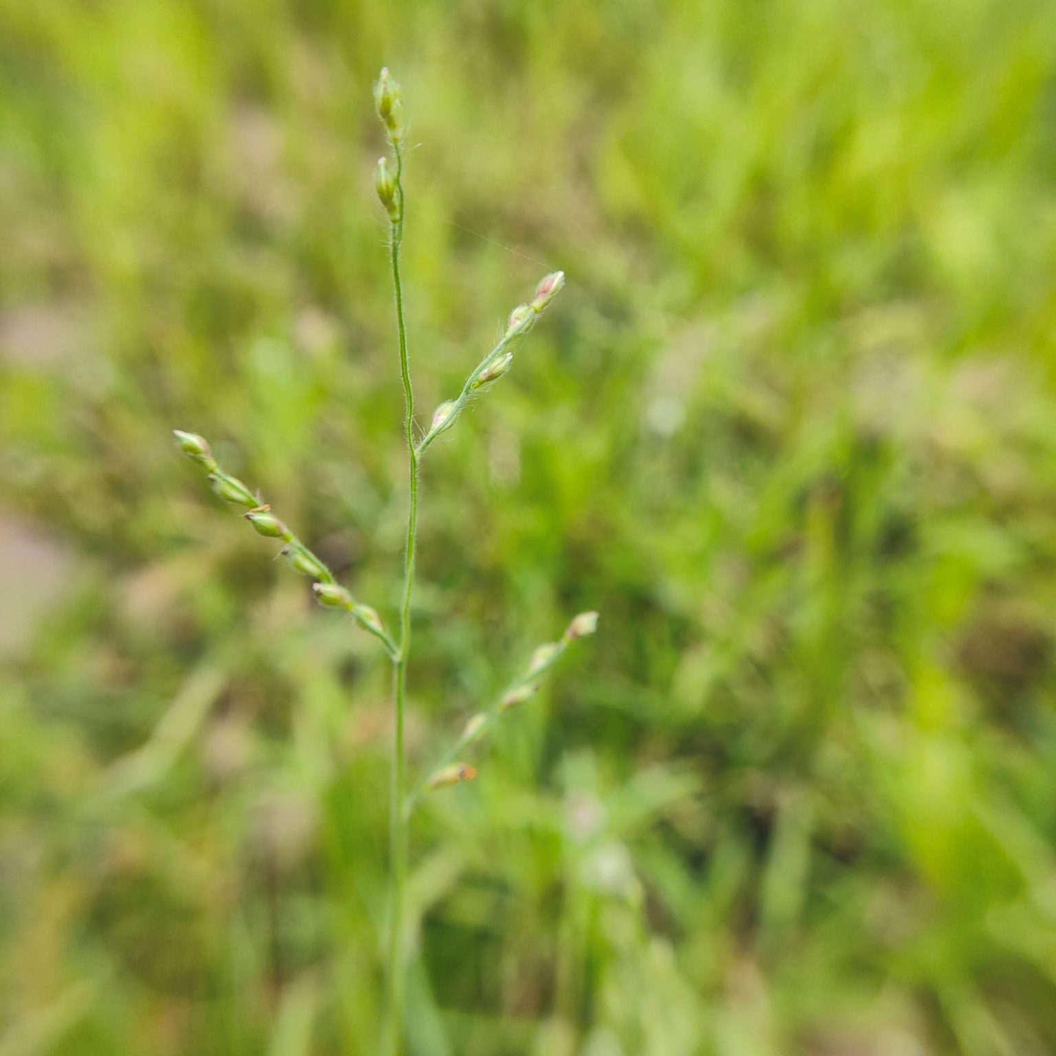 Brachiaria deflexa – eFlora of India