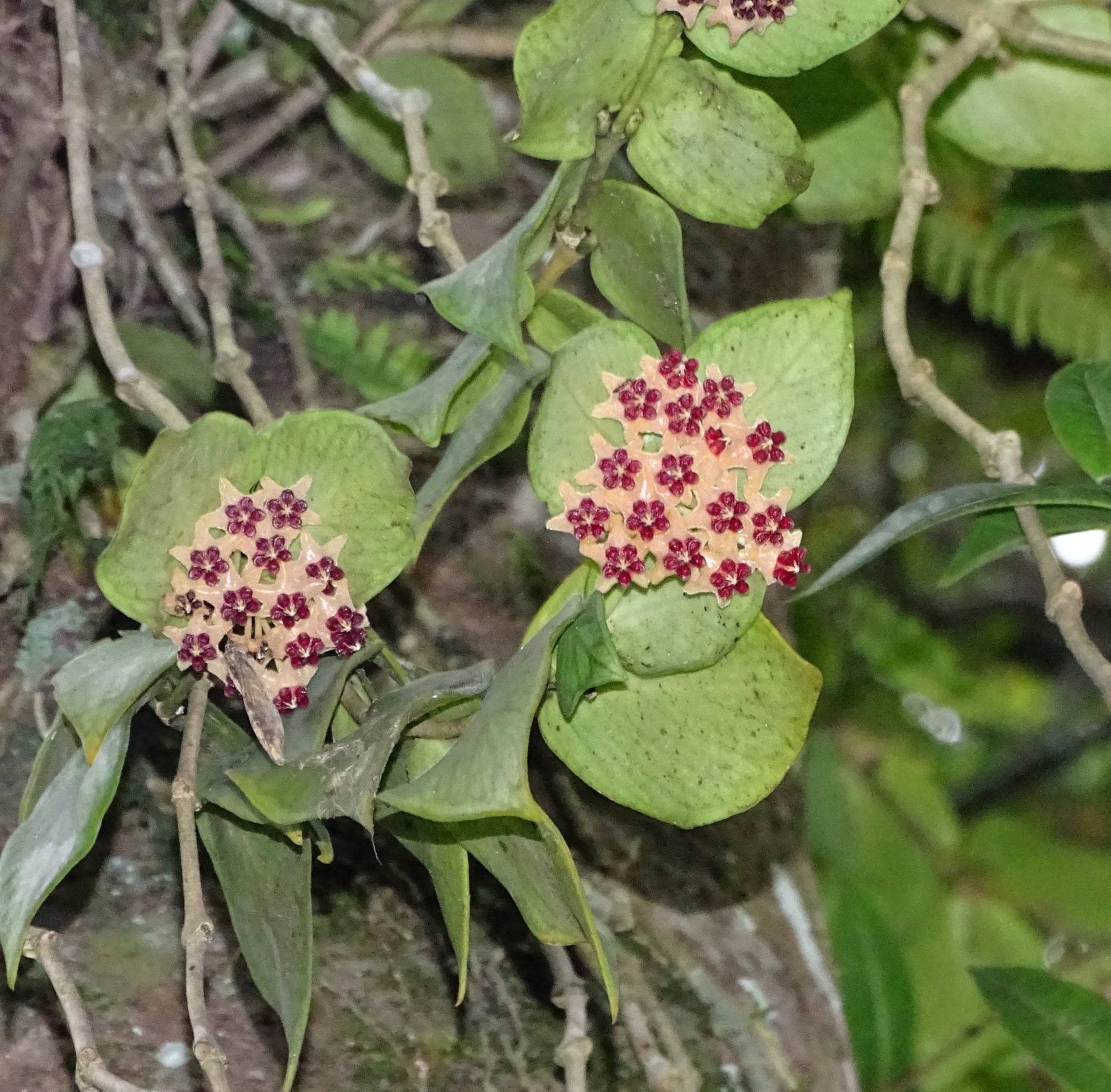 Hoya polyneura – eFlora of India