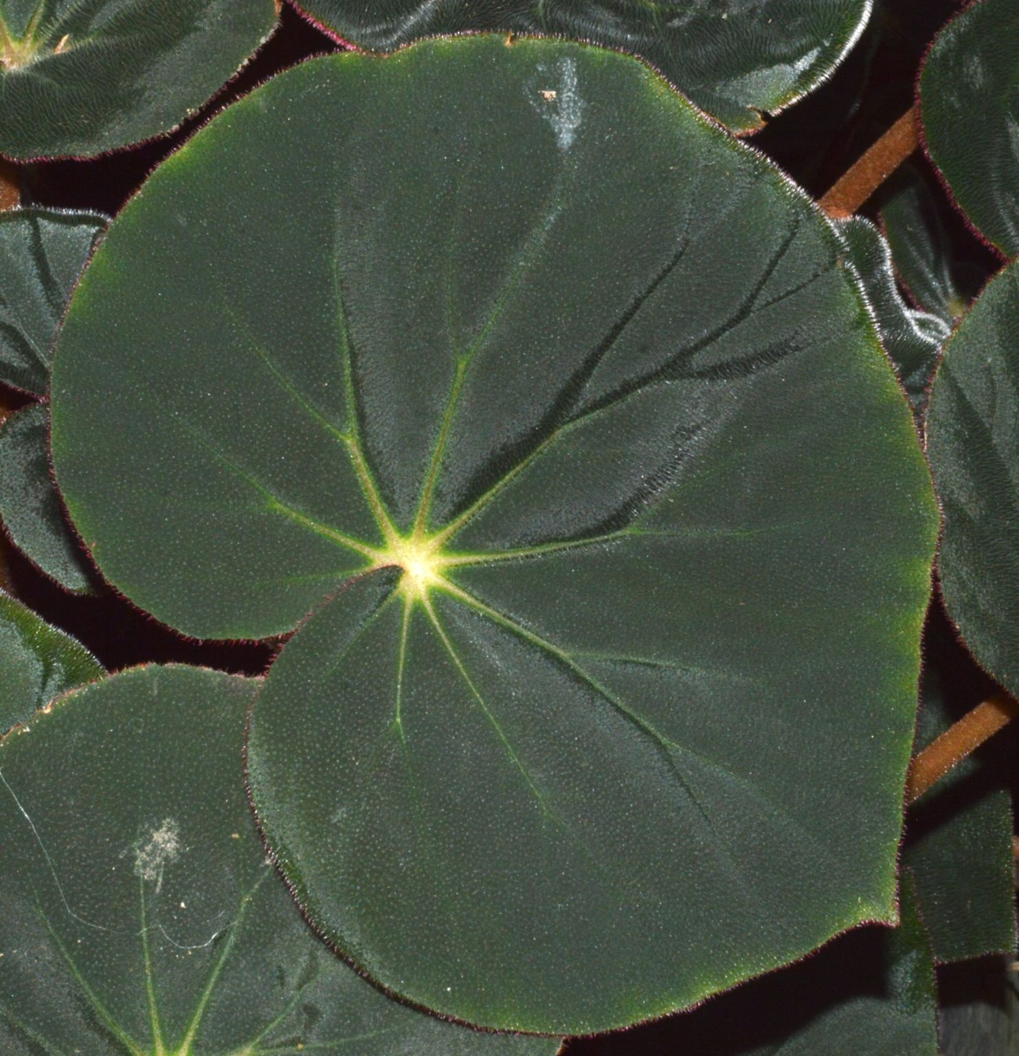 Begonia acetosa (Cultivated) – eFlora of India
