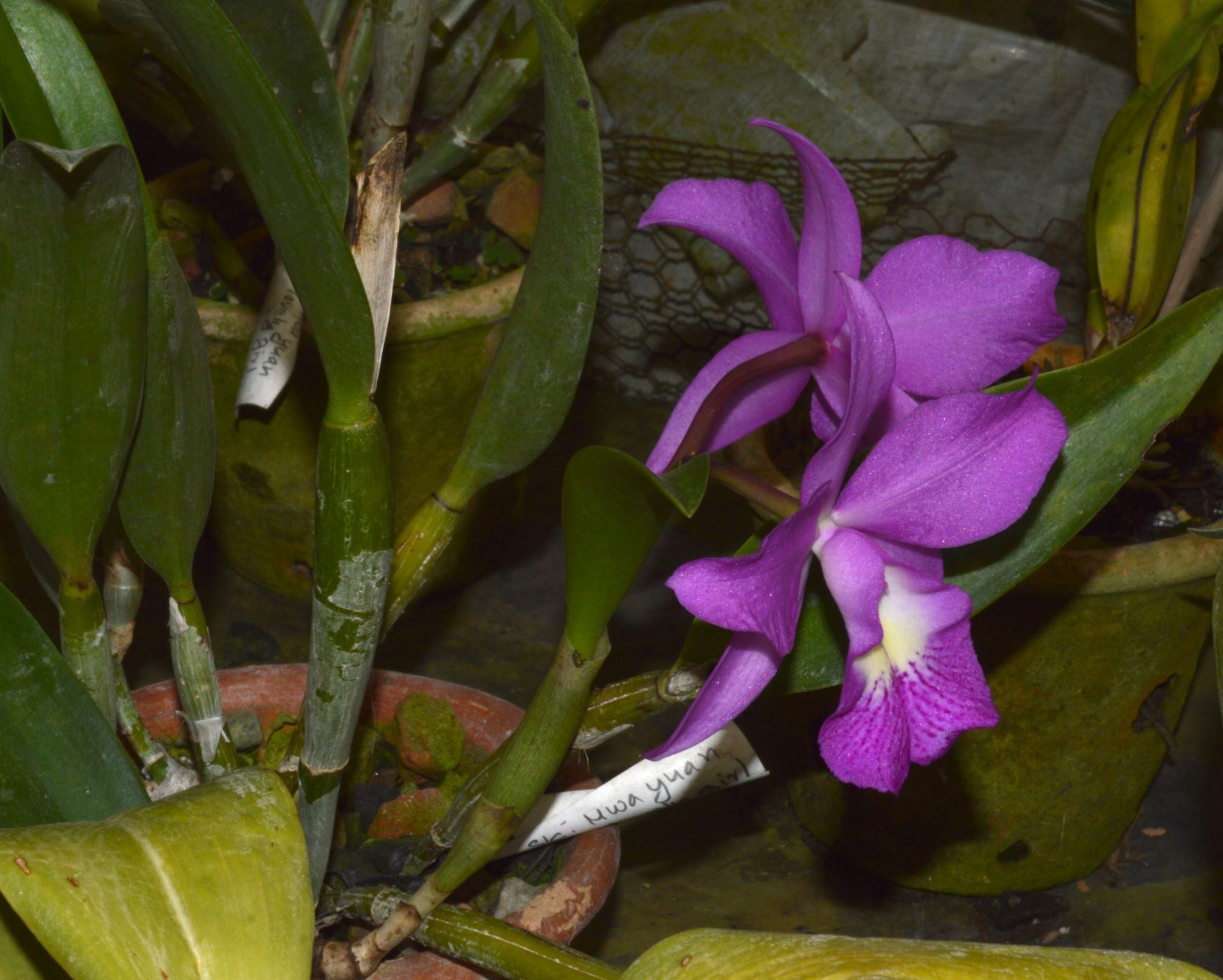 Cattleya hybrids ?- Kalimpong, West Bengal – eFlora of India