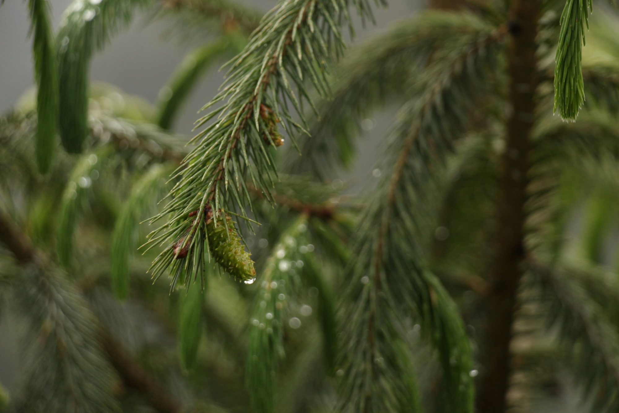 Picea spinulosa eFlora of India