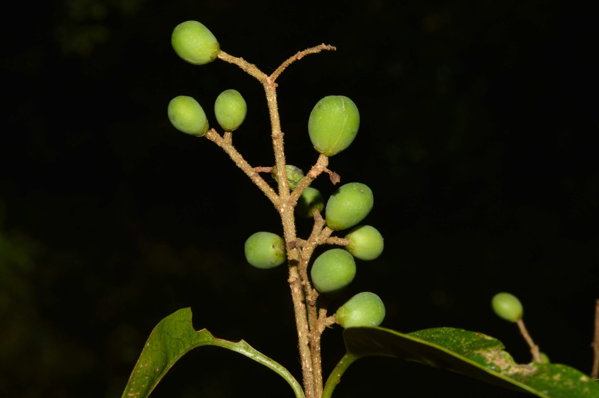 Compactum Tree Ligustrum compactum – eFlora of India