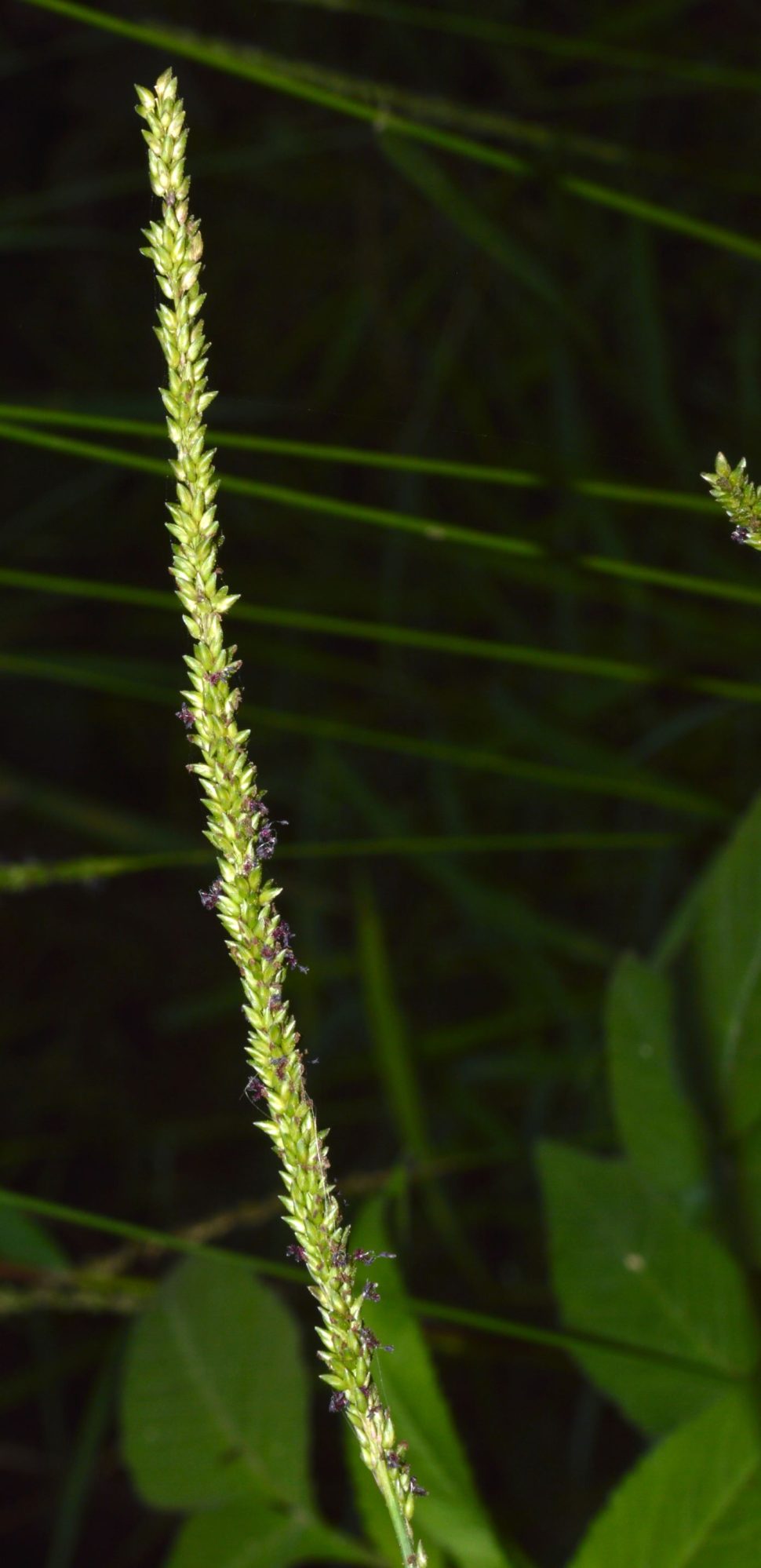 Sacciolepis myosuroides – eFlora of India