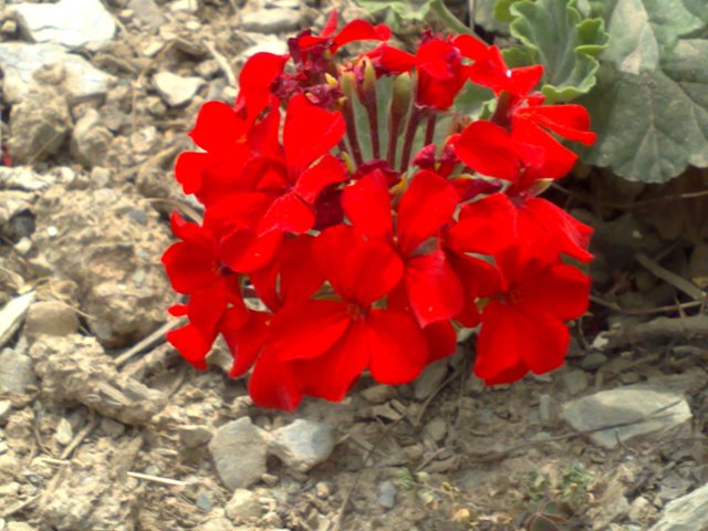 /wp-content/uploads/2020/10/02%20The%20red%20flowers%202-5.jpg