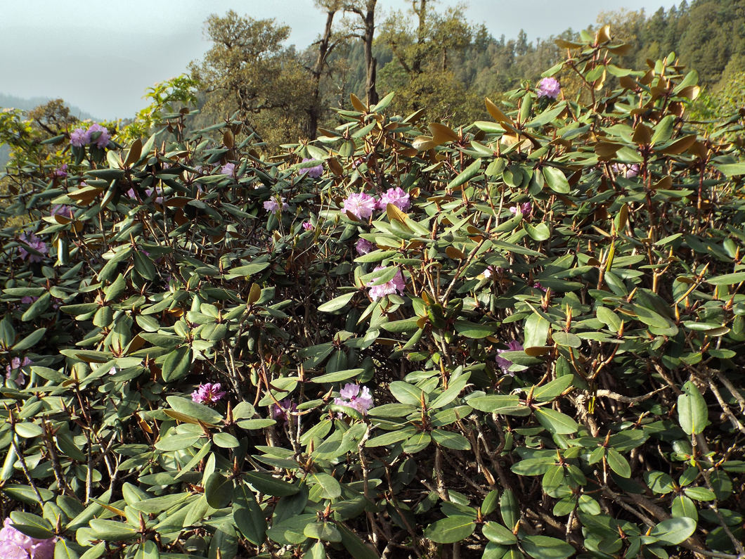 /wp-content/uploads/2020/10/04_Rhododendron%20campanulatum_Churdhar.jpg