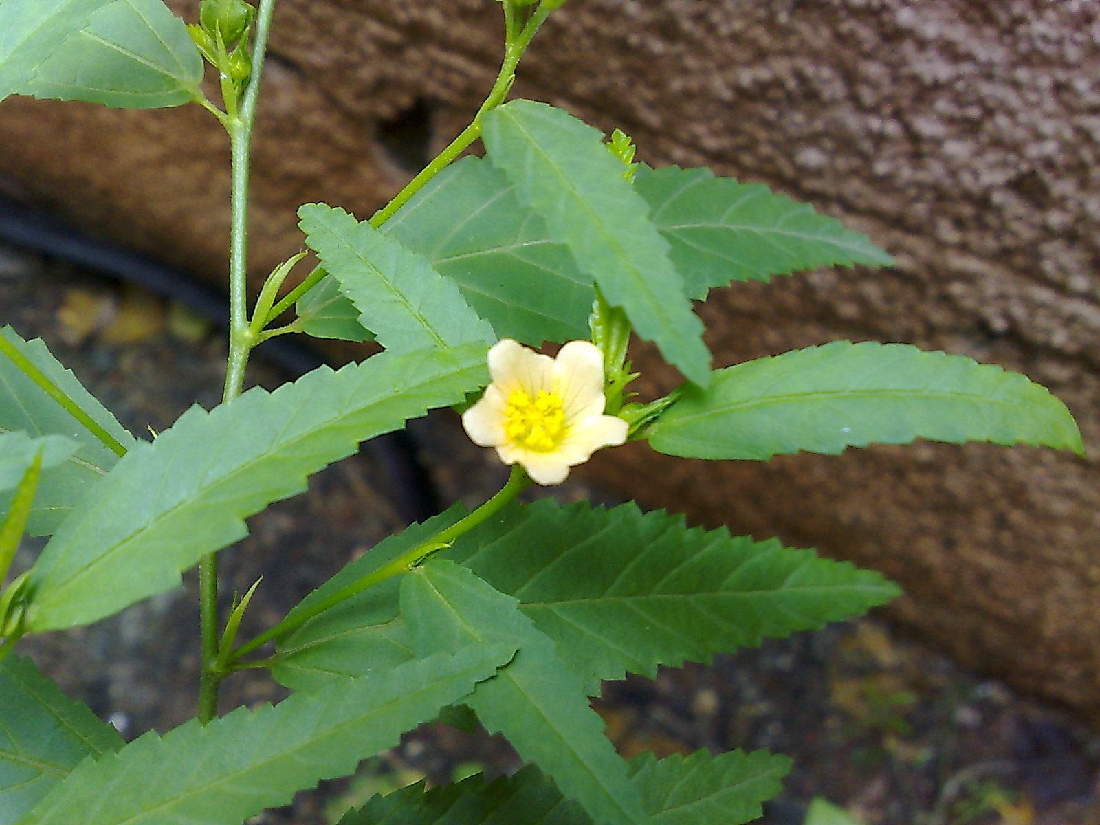 Sida spinosa detail - FSUS