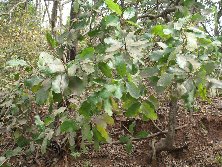 Buchanania cochinchinensis – eFlora of India