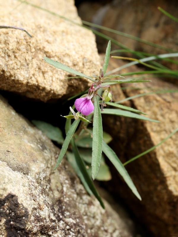 List of studied species of Hybanthus with the details of provenance