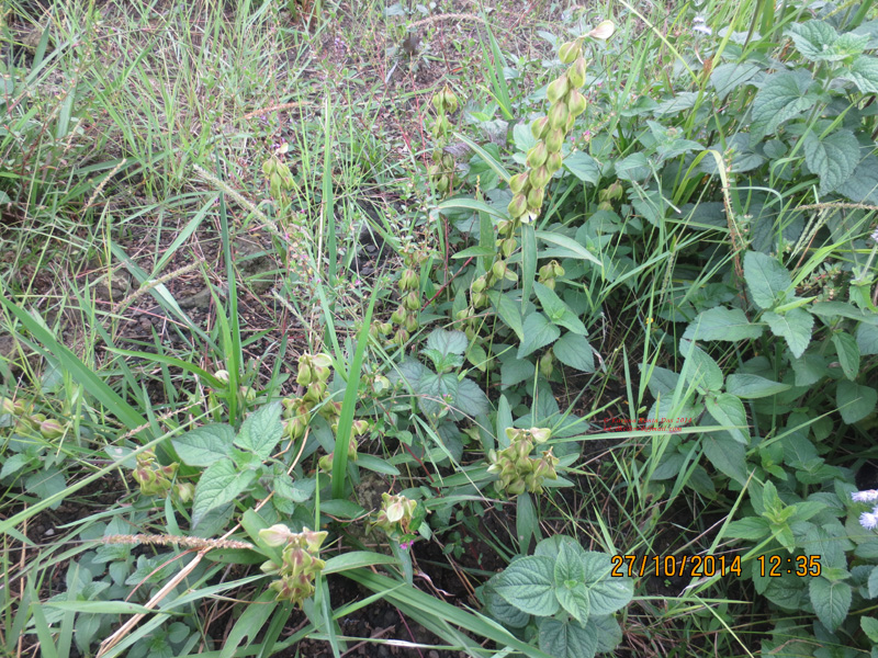 /wp-content/uploads/2020/10/1.Crotalaria_sessiliflora.__Fabaceae_sp._IMG_7522-2.jpg