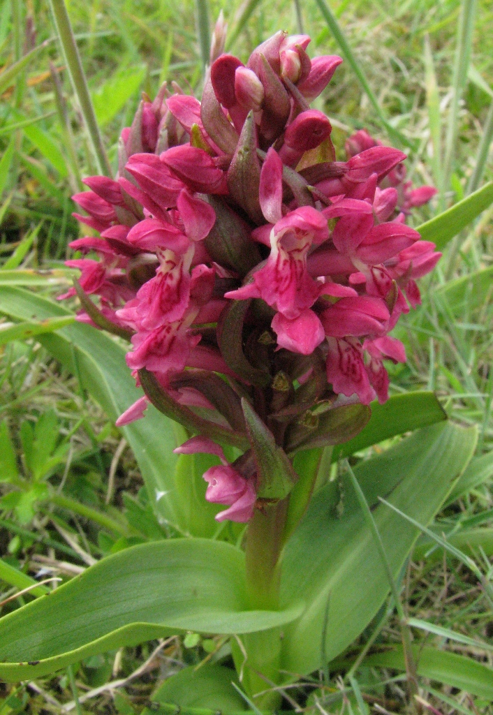/wp-content/uploads/2020/10/10.%20Different%20Dactylorhiza%20colony%20%20%20near%20a%20beach%20in%20Wales%20-Chris%20Chadwell-.JPG