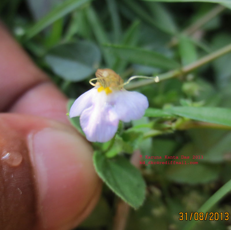 /wp-content/uploads/2020/10/13._Lindernia_viscosa_-_Flower__IMG_3147.jpg