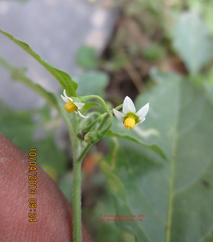 /wp-content/uploads/2020/10/1_Solanum_americanum_Mill.-_Inflorescence_drooping_Sub-umbellate_cyme__IMG_1802.jpg