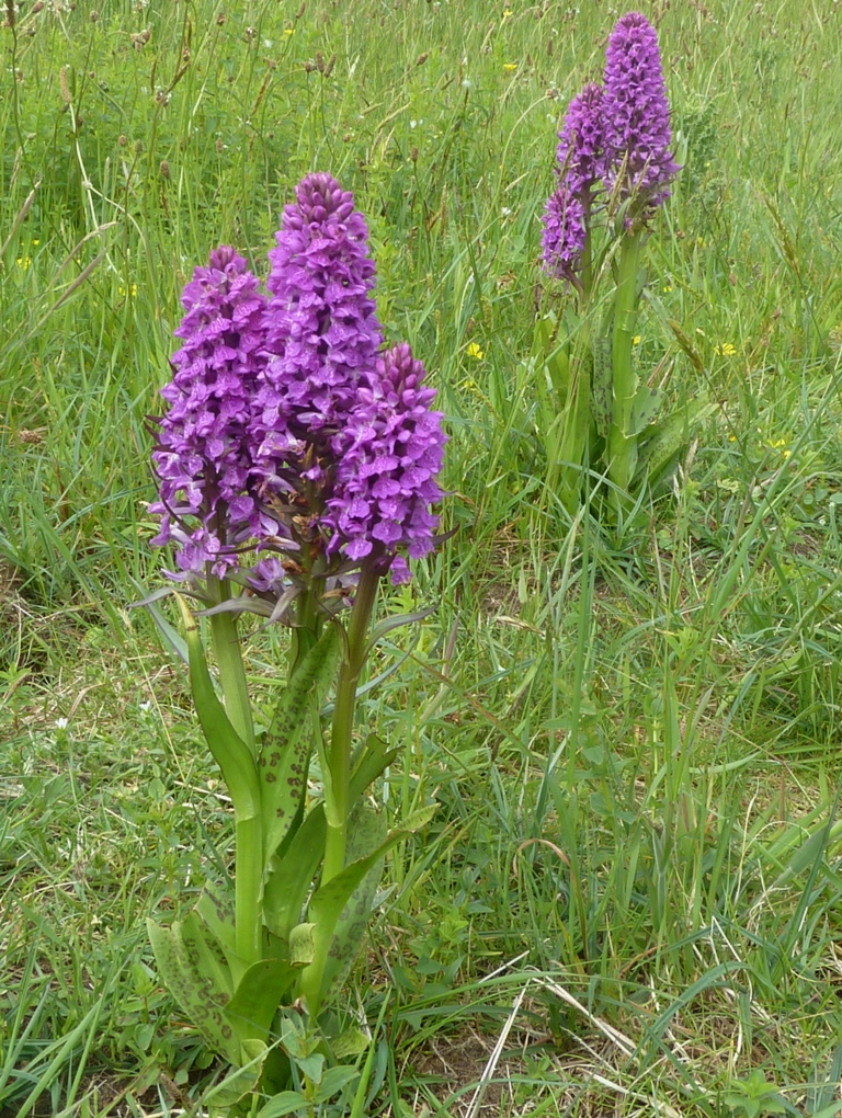 /wp-content/uploads/2020/10/2.%20Dactylorhiza%20colony%20near%20a%20beach%20%20in%20Wales%20-Chris%20Chadwell-.JPG
