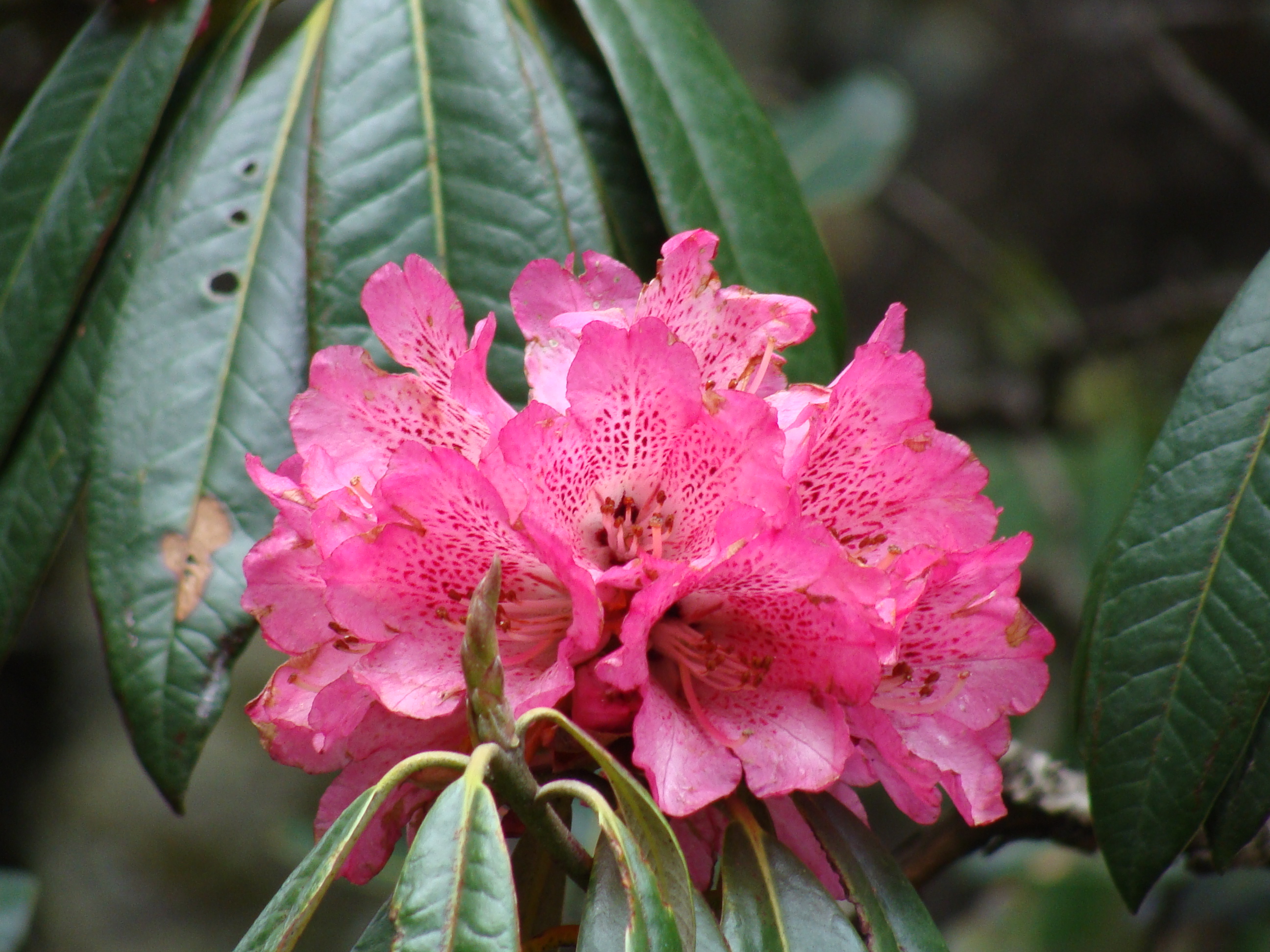 /wp-content/uploads/2020/10/21%20Fresh%20pink%20Rhododendrons.JPG