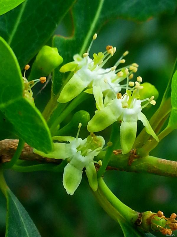 Erythroxylum – eFlora of India