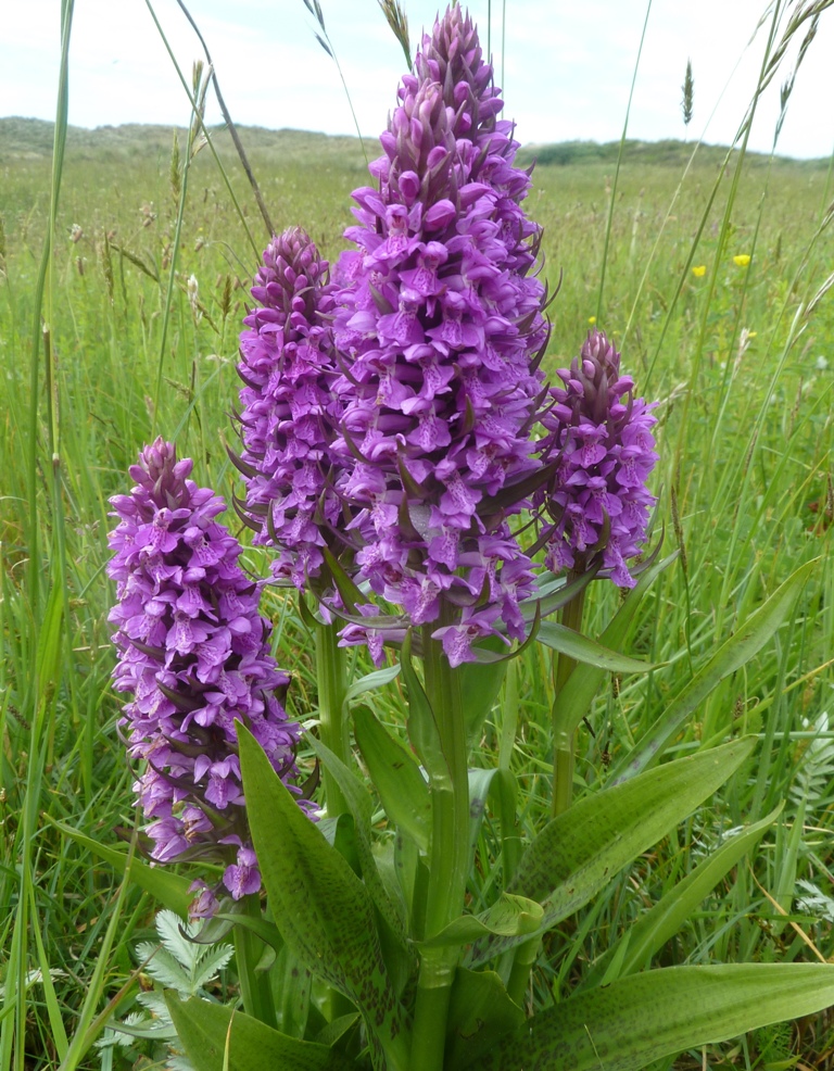 /wp-content/uploads/2020/10/3.%20Dactylorhiza%20colony%20near%20a%20beach%20%20in%20Wales%20-Chris%20Chadwell-.JPG