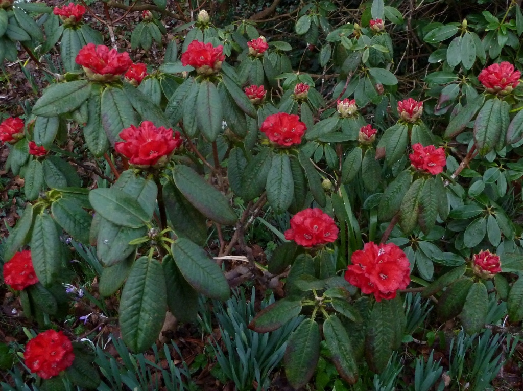 /wp-content/uploads/2020/10/3.%20Rhododendron%20barbatum%20%20photographed%20in%20cultivation%20-early%20March-%20in%20UK%20-Chris%20Chadwell-.JPG