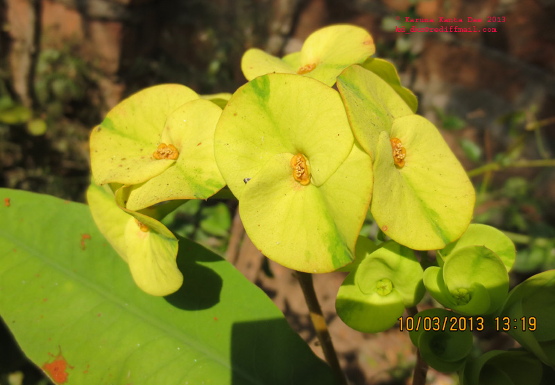 /wp-content/uploads/2020/10/3._Euphorbia_milii_Des_Moul._-_Flower_IMG_1726.jpg