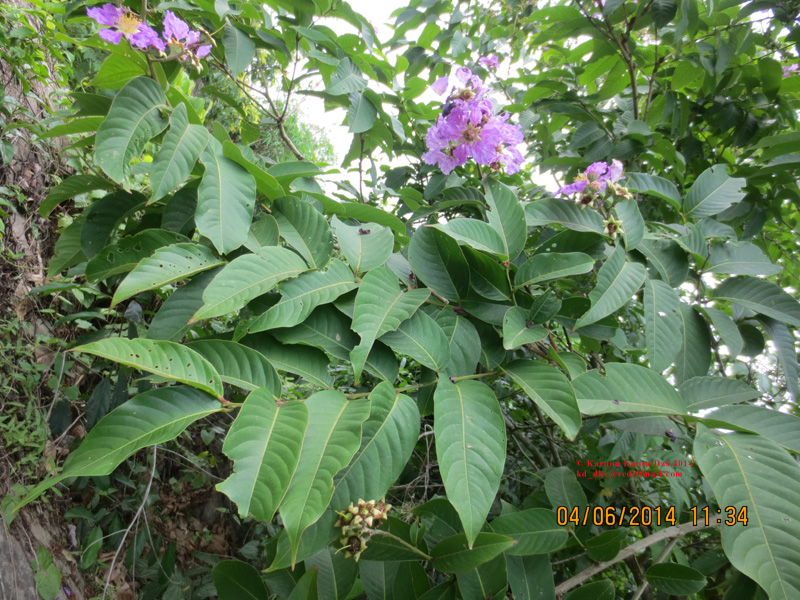 /wp-content/uploads/2020/10/3._Lagerstroemia_speciosa__L.__Pers_IMG_6436.jpg