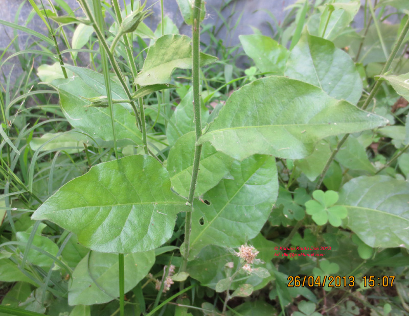 /wp-content/uploads/2020/10/3._Nicotiana_plumbaginifolia_Viv_-_Leaf_IMG_1960.jpg